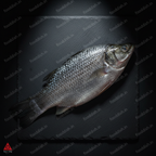 Barramundi Overhead