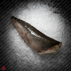 Black Cod Fillet on Ice