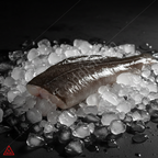 Black Cod Ice Studio