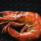 Prawns Macro