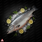 Salmon - Full Fish