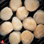 Scallops Dark Moody