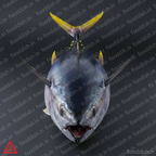 Tuna Front