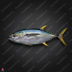 Tuna Side